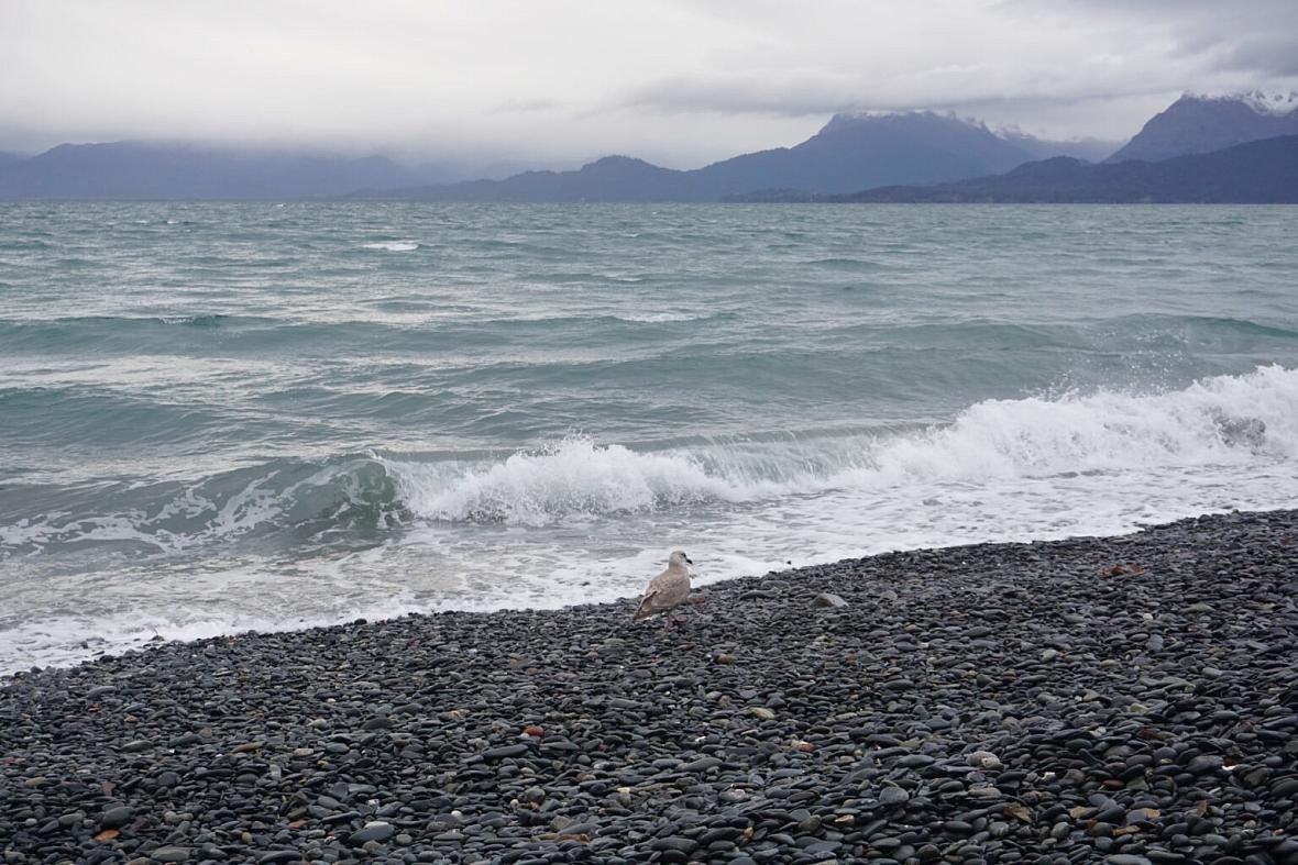 A bird stands on the beach