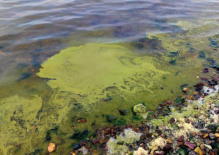 A bright-green cyanobacteria bloom in Kotzebue 