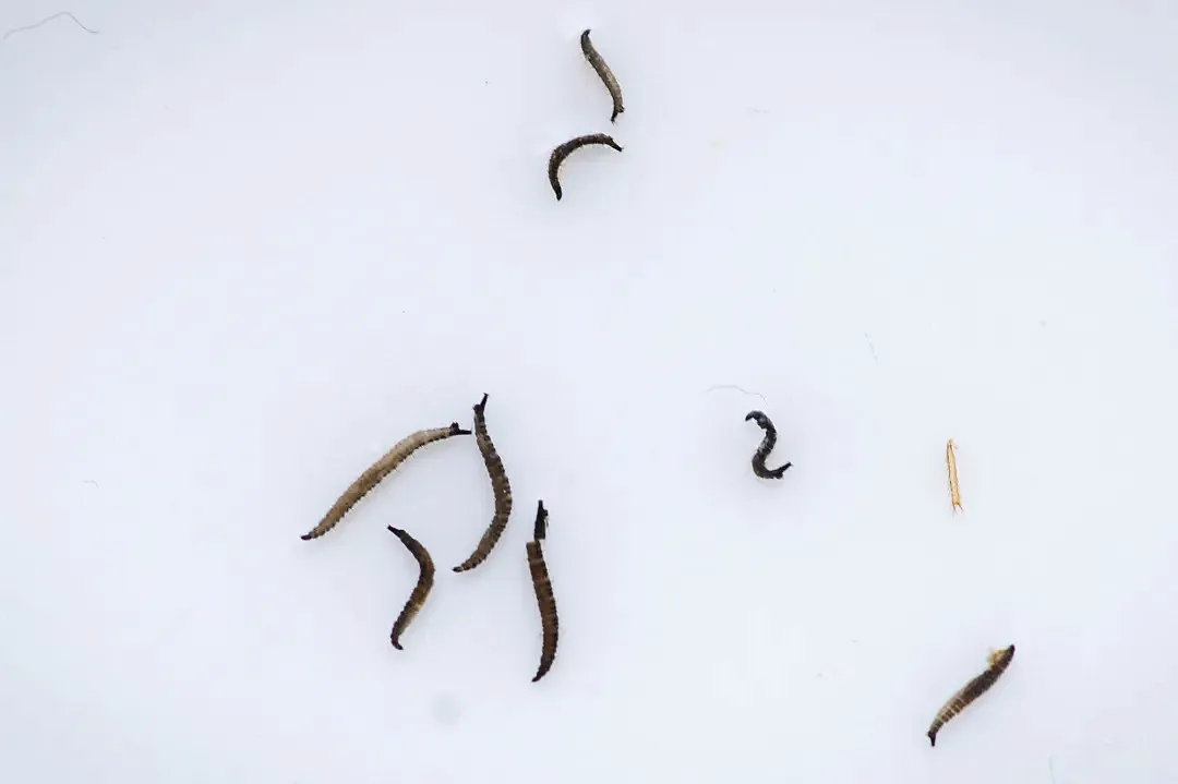 Preserved drain fly larvae 