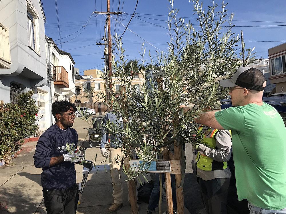Volunteers prune an olive tree