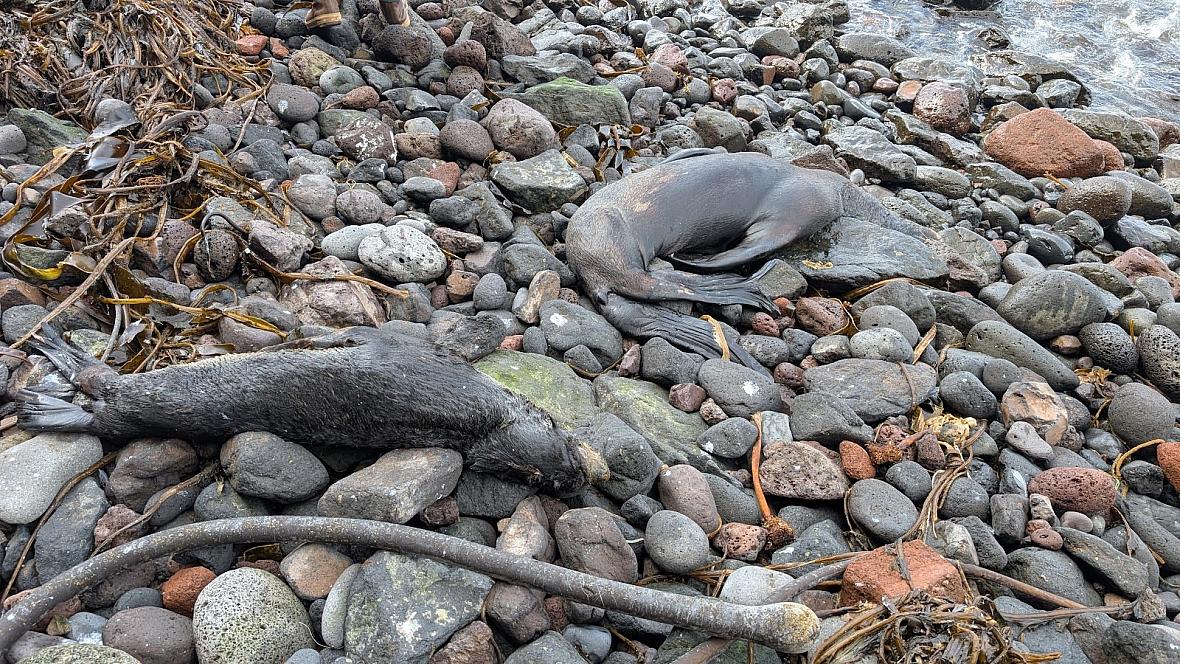 Two dead seals