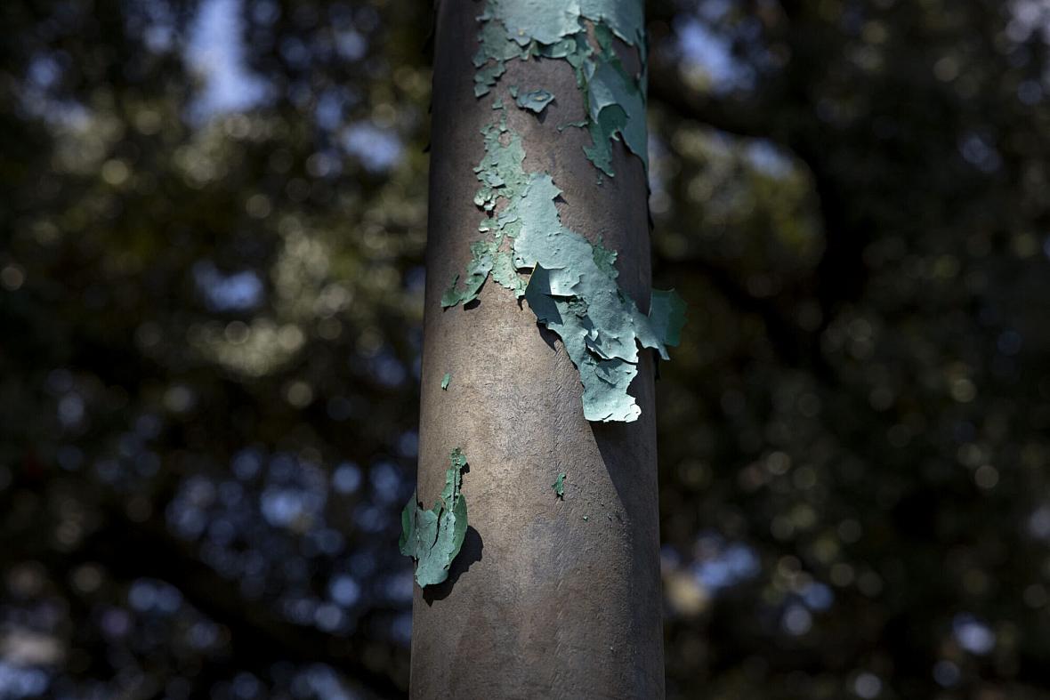 Lead paint peels off a pole