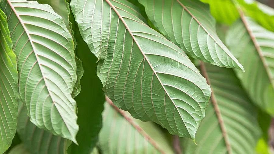 Image of leaves