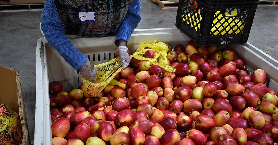 Person putting apples inside a bag from a crate full of apples