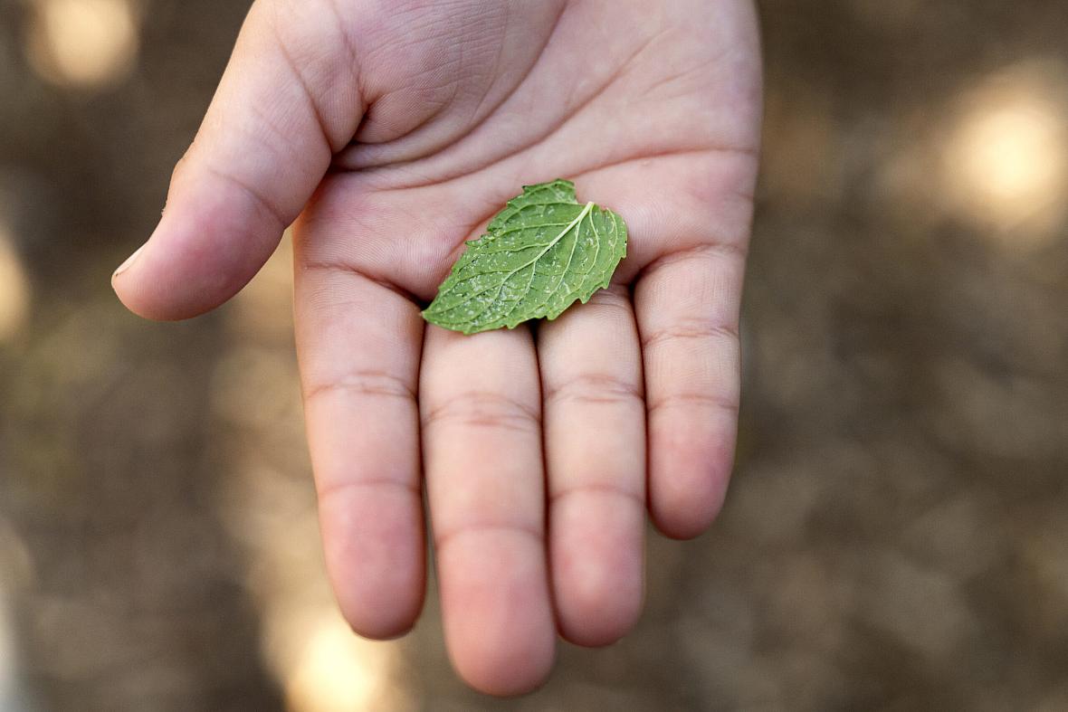 A hand holds a small green leaf outdoors.