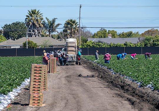 Norcal harvesting fieldworkers pick strawberries early morning on March 31, 2020.