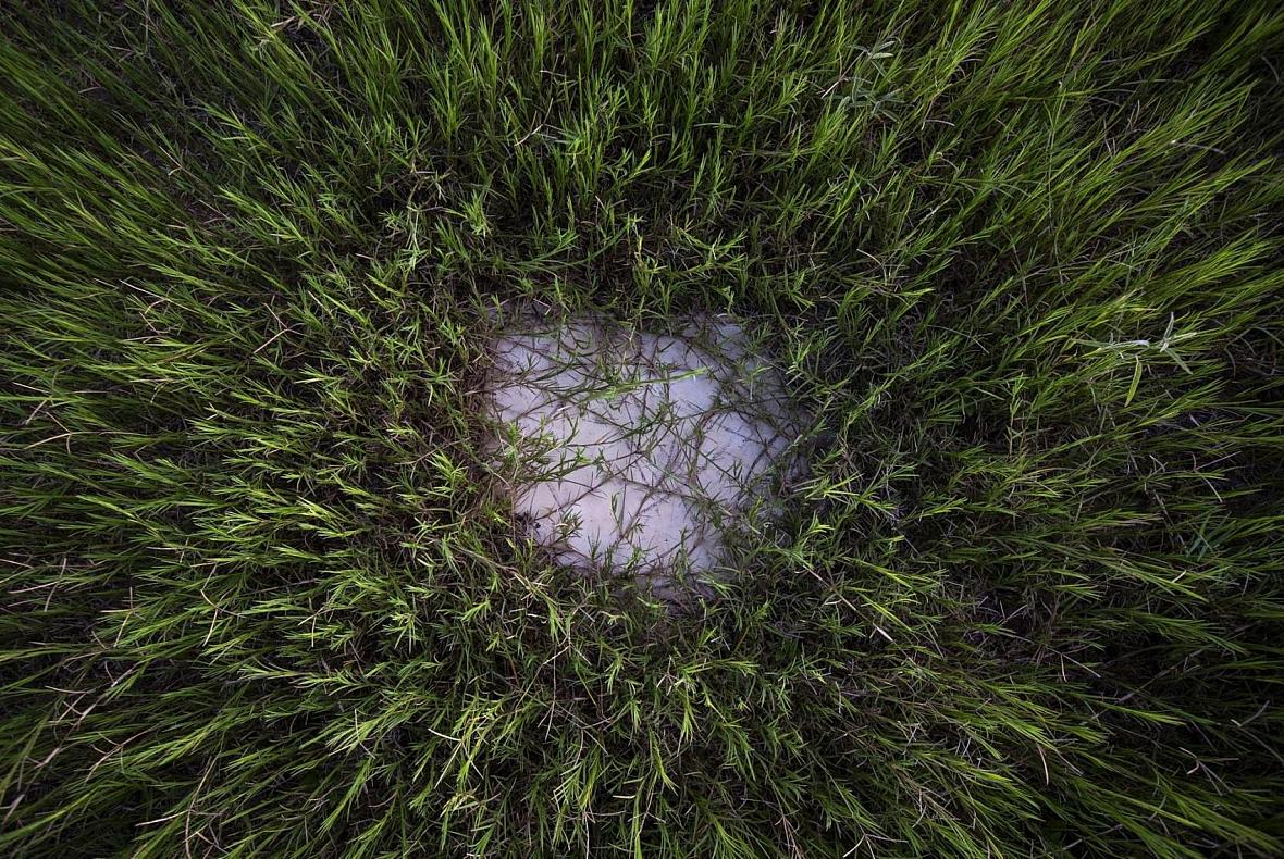 Overgrown grass covers the baseball diamond and over home plate at the little league field in Bloomington.