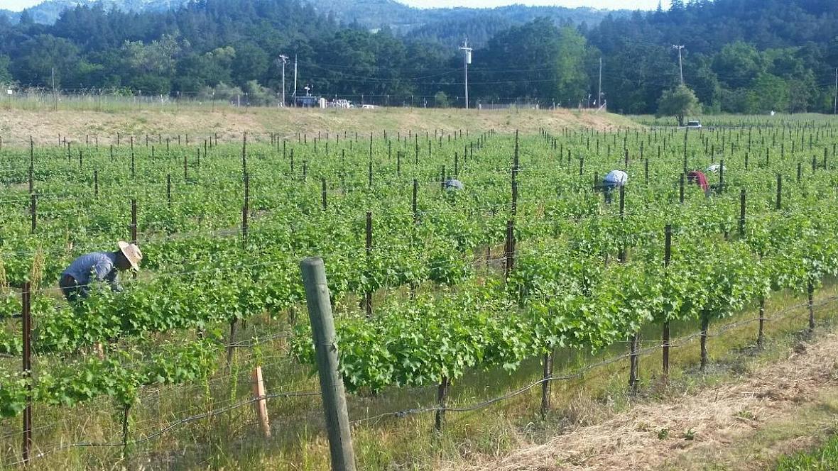 Farmworkers tend to the Girard vineyard on Highway 29.