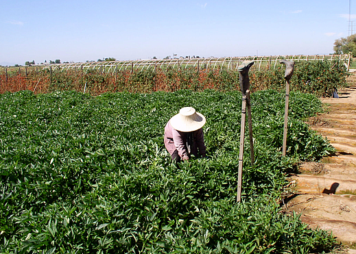 Migrant Workers and Nutrition: Working in "The Garden," But Not Eating From It