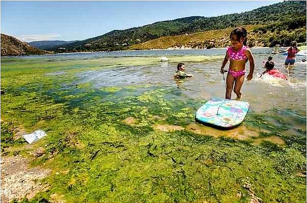 Children play in water infested with blue-green algae