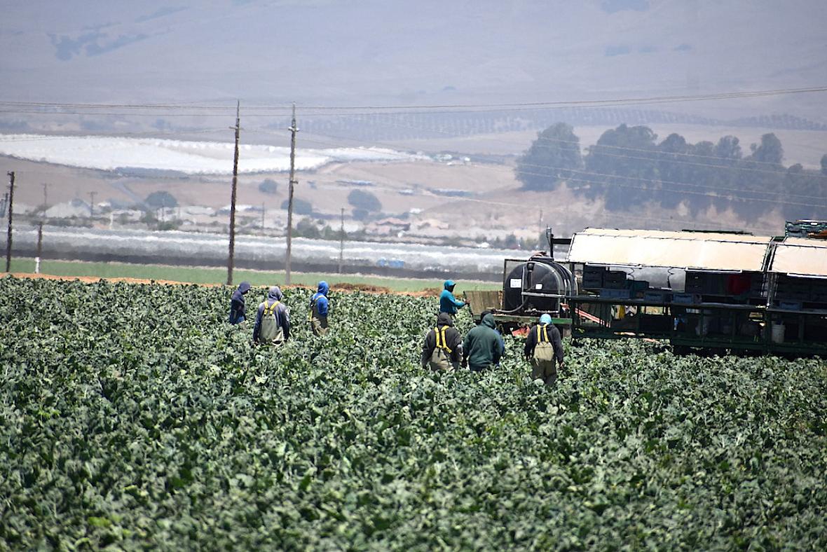 Local agricultural workers have been on the job, in person, throughout the pandemic
