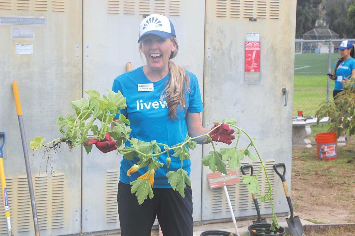 Ali Steward, Beach Cities Health District’s director of Youth Services, cleans up a school garden during BCHD’s Volunteer Day.