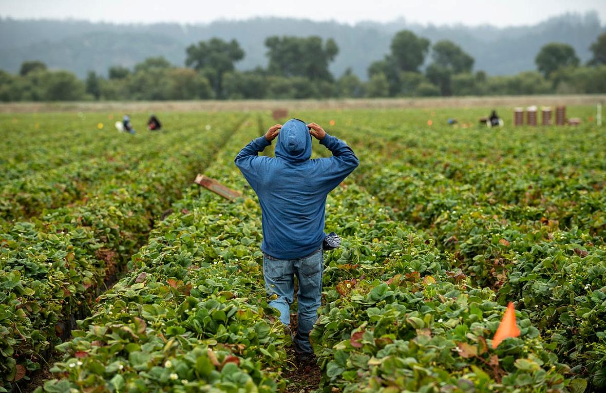 A farmworker walks between rows of strawberries as he adjusts his hoodie in Watsonville, Calif.