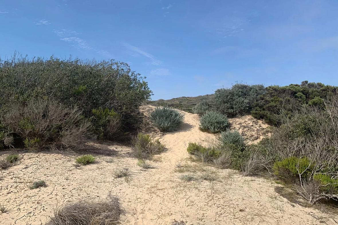 Re-vegetation efforts on the Oceano Dunes help prevent dust and sand from blowing inland and polluting the air.