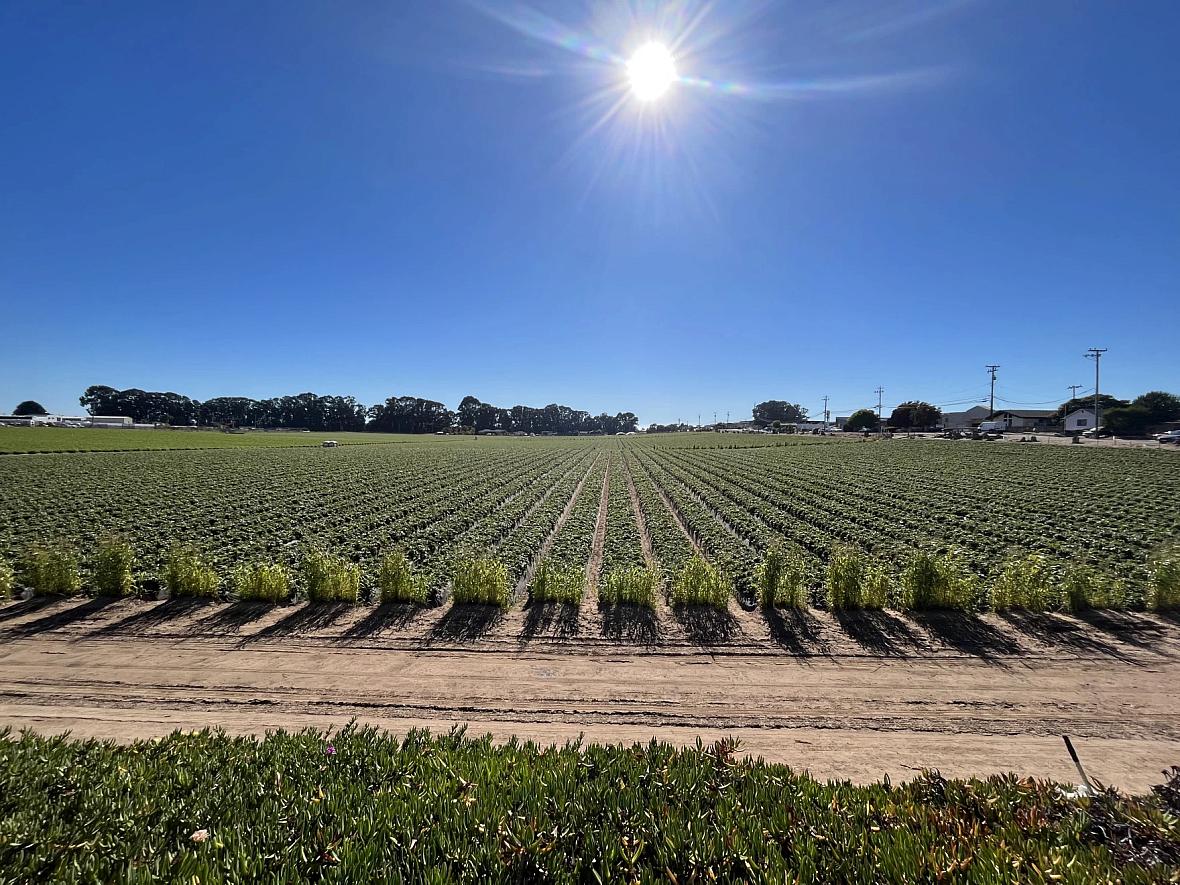 The Nipomo Mesa is home to many agricultural fields, like this one, that employee outdoor workers.