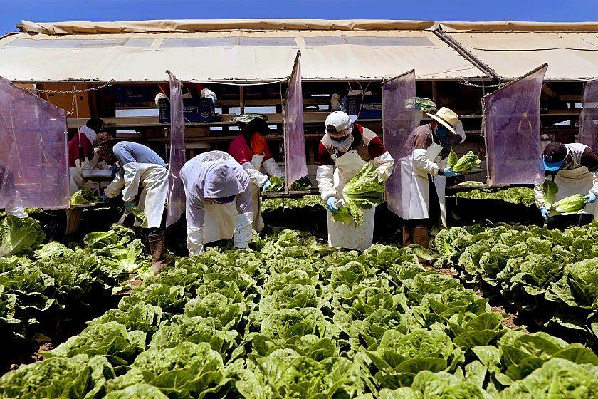 Farmworkers, separated by vinyl curtains to stop the spread of COVID-19, harvest romaine hearts in May 2020, in Chualar, Calif.