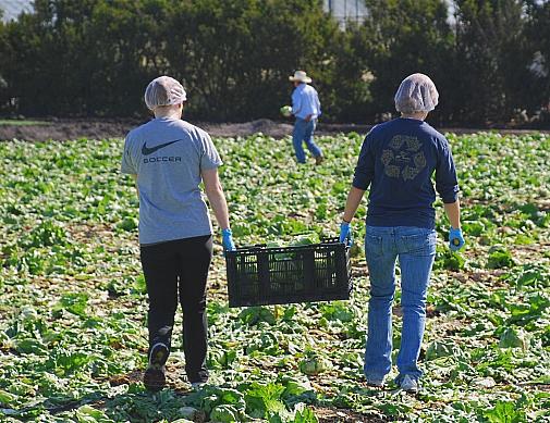 Santa Cruz farmers keep food banks afloat with tons of fresh produce