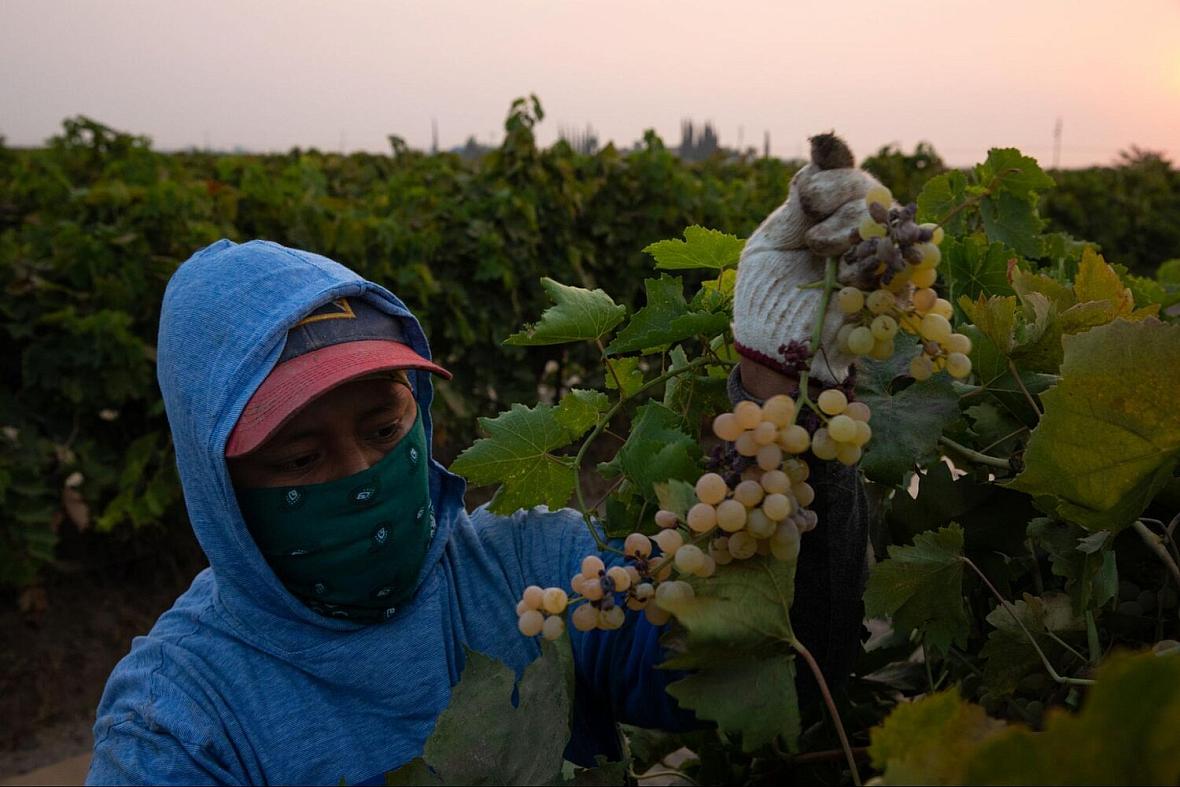 Early in the morning, Silvia Garcia develops a rhythm to quickly and most efficiently pick each grape branch