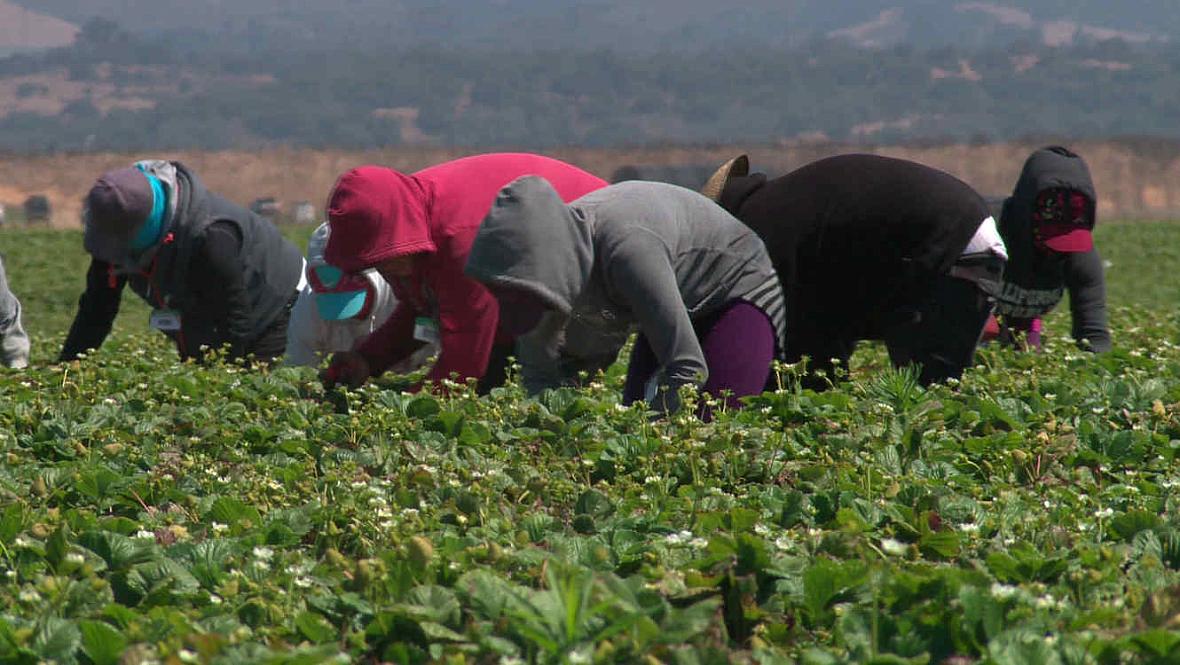 Inmigrantes recogen cosecha de fresas en el campo. Foto: Cristina Londoño/ Noticias Telemundo