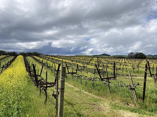 Vines in a vineyard owned by Hyde in Carneros