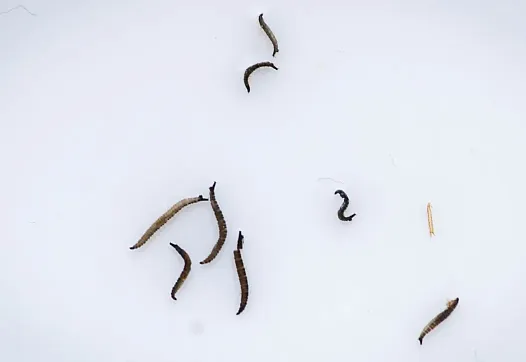 Preserved drain fly larvae 
