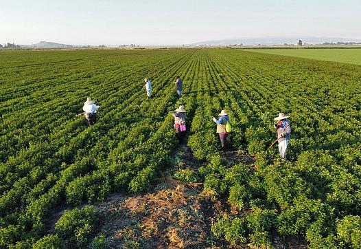 Field with people standing in it