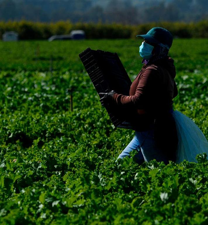 A farmworker wears a face mask while harvesting curly mustard in a field on February 10, 2021 in Ventura County, California.