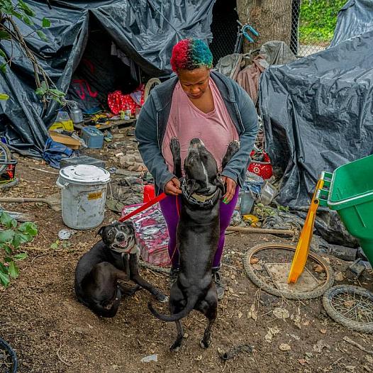 Image of a person with a dogs, tents in the background