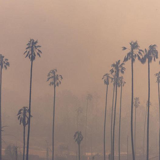 Smoke and trees