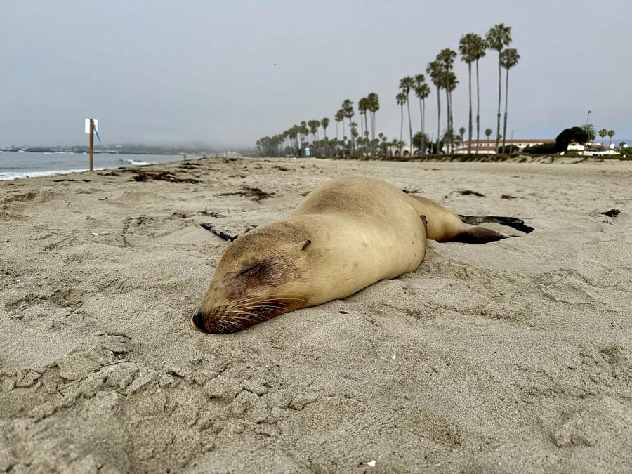 A California sea lion stricken by the neurotoxin domoic acid lies on a beach