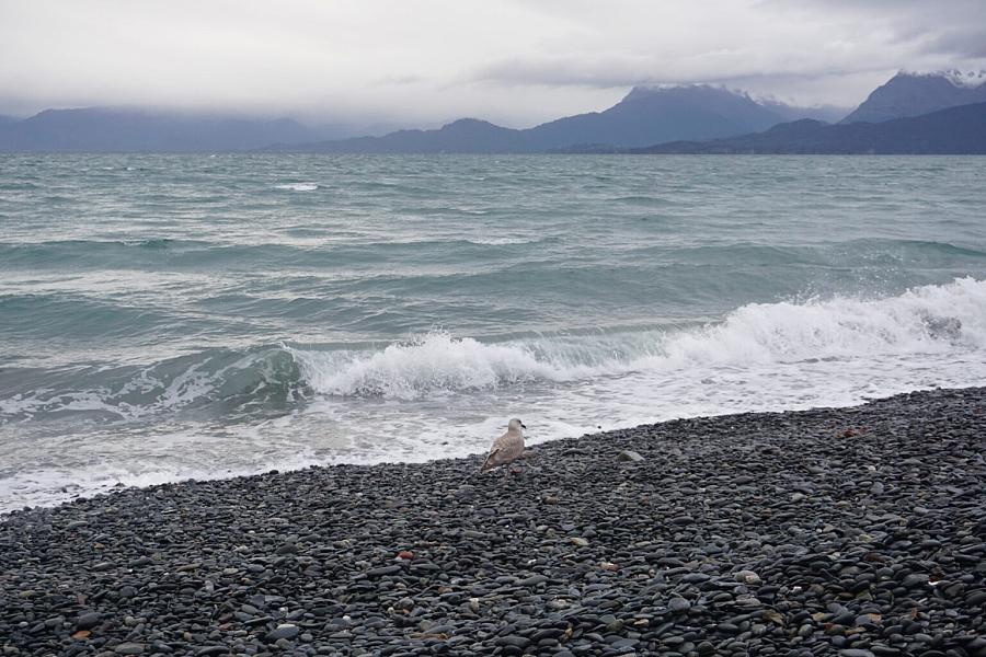 A bird stands on the beach