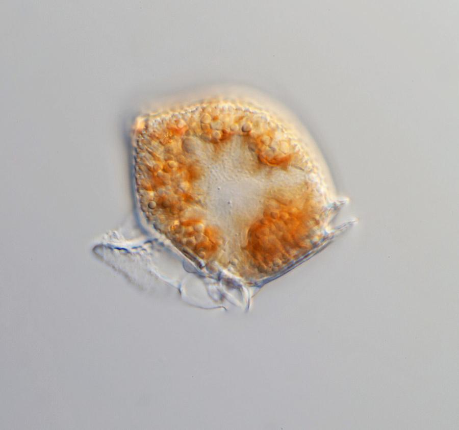 ADinophysis algae