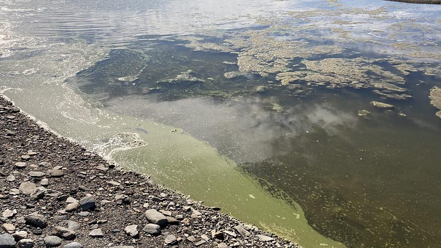 A bright-green cyanobacteria bloom 