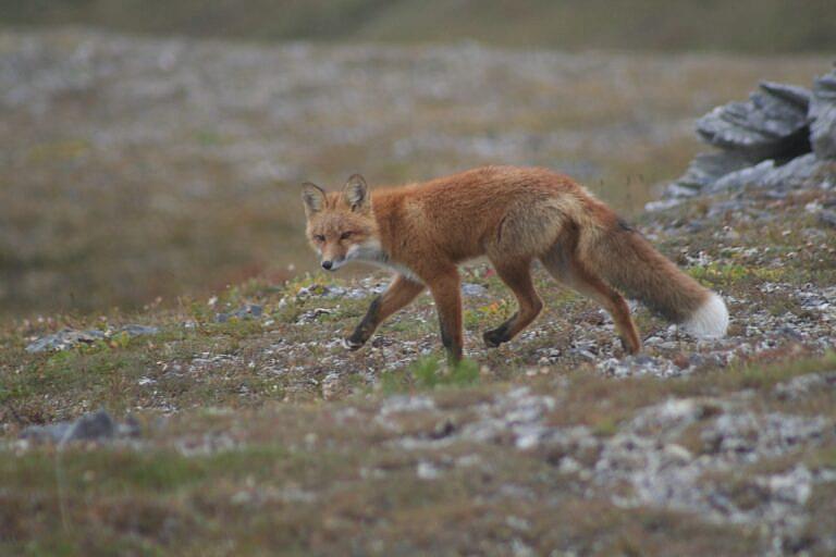 A red fox trots across the rocky tundra in Bering Land Bridge National Preserve looking for something to eat