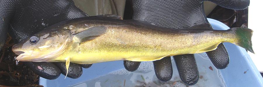 An adult saffron cod, also known as tomcod