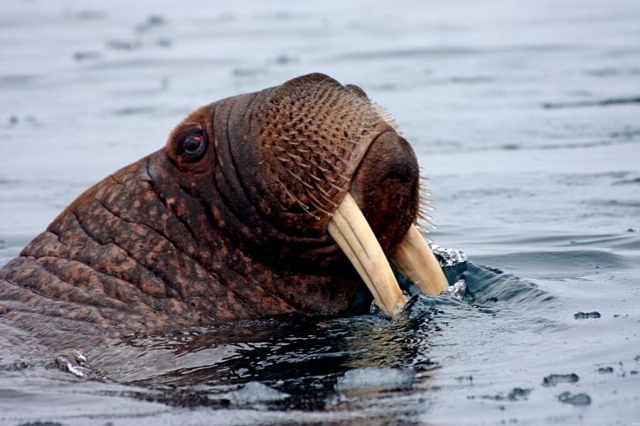 A walrus is seen in Alaska’s Chukchi Sea