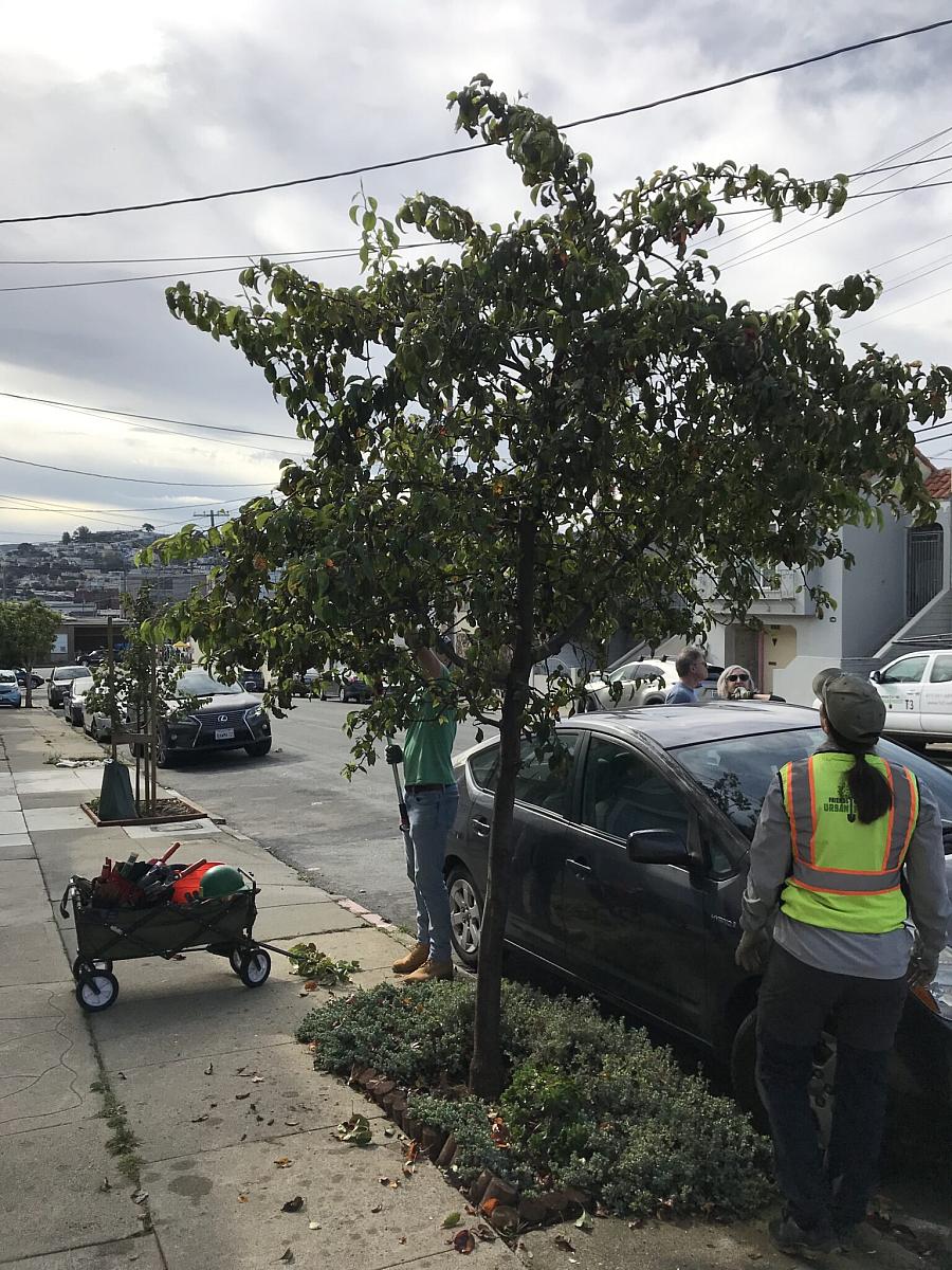 A person inspects and another prunes a pear tree