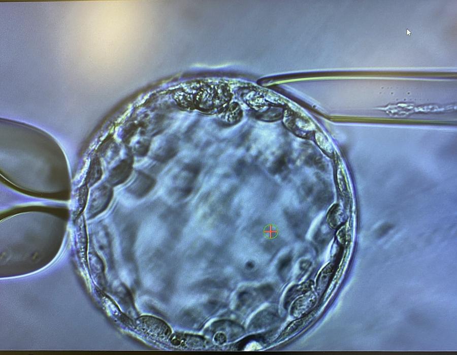 an image of a cell