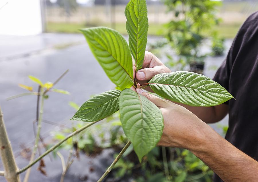 Image of leaf