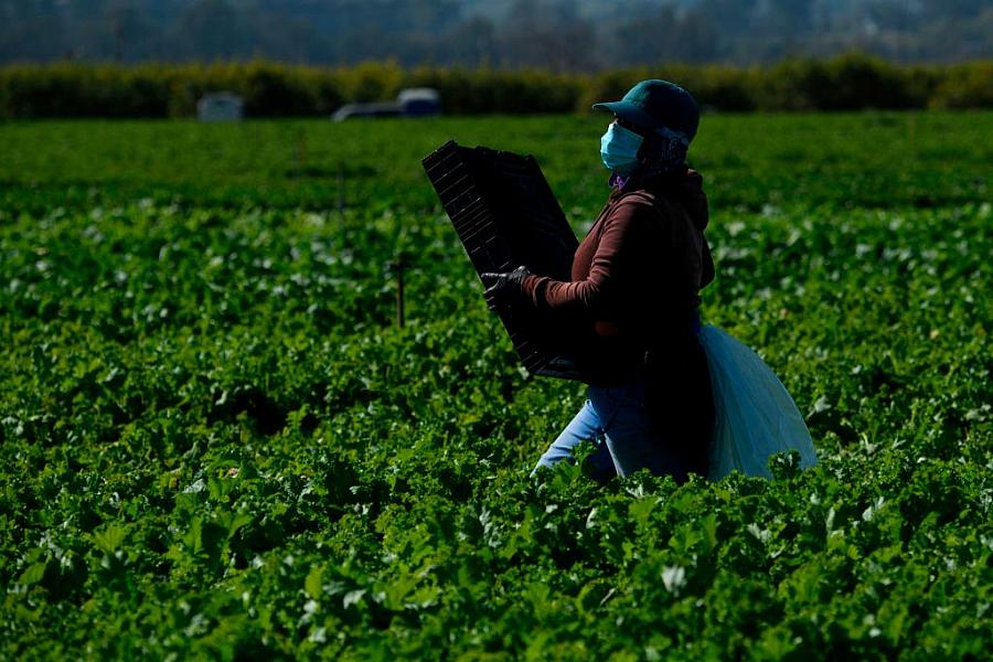 A farmworker wears a face mask while harvesting curly mustard in a field on February 10, 2021 in Ventura County, California.