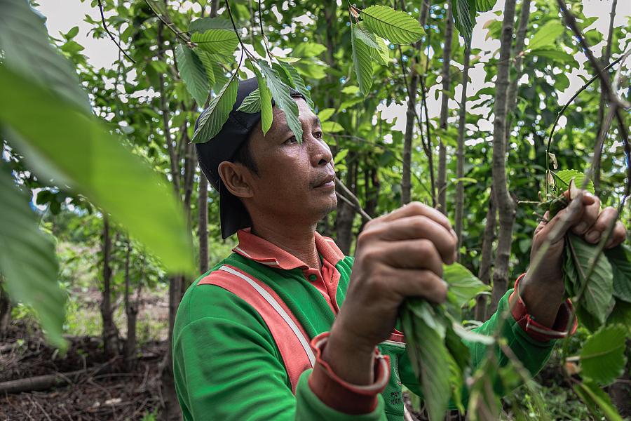 Image of person between leaves