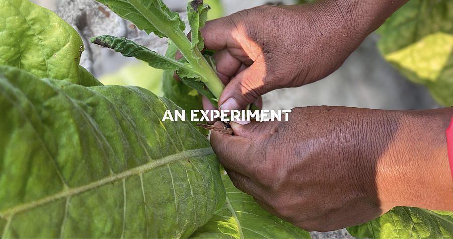 Text with hands holding a plant in the background