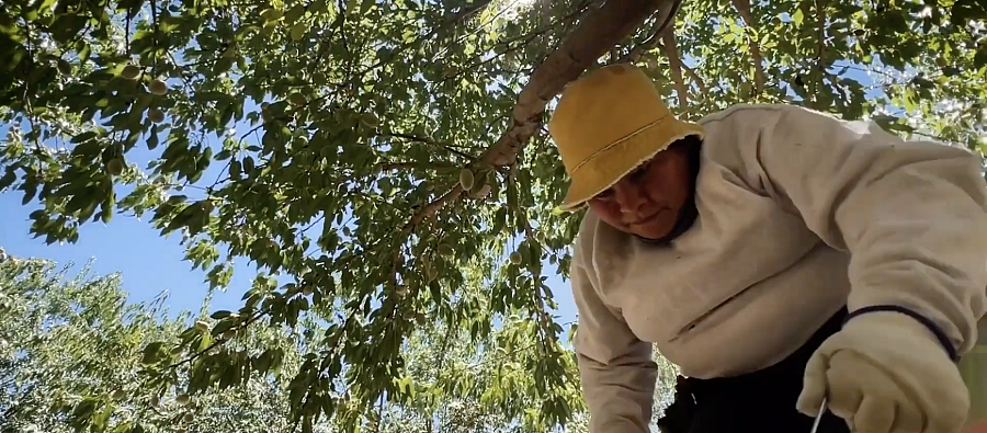 Woman working in a field