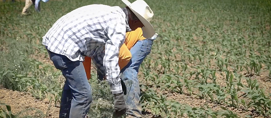 Men working in fields