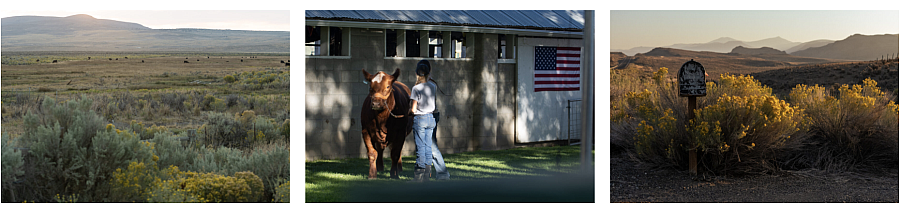 Left: Field. Center: Person with a cow. Right: A mailbox surrounded by bushes