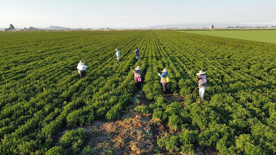 Field with people standing in it