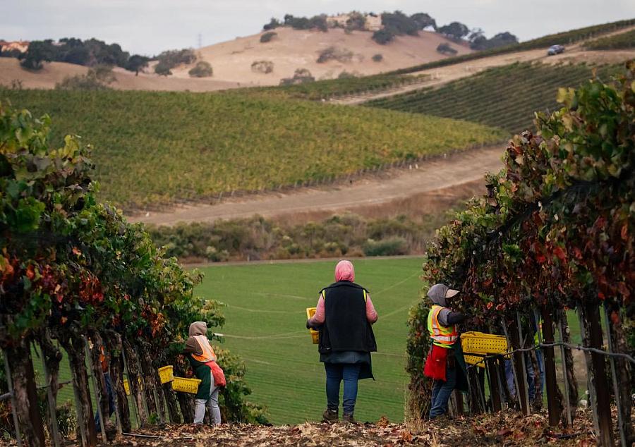 A vineyard