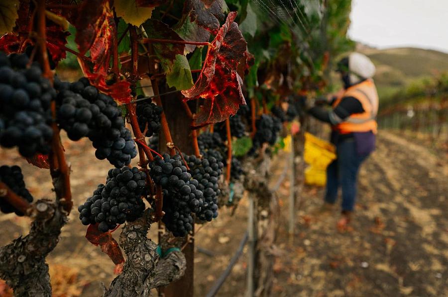 A vineyard