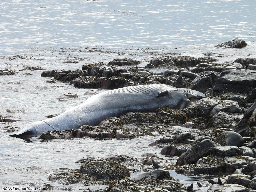 A dead fin whale