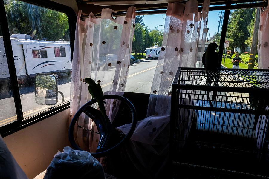 An RV with a few birds inside it